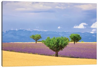 France, Provence, Valensole Plateau. Field Of Lavender And Trees. Canvas Art Print - Provence