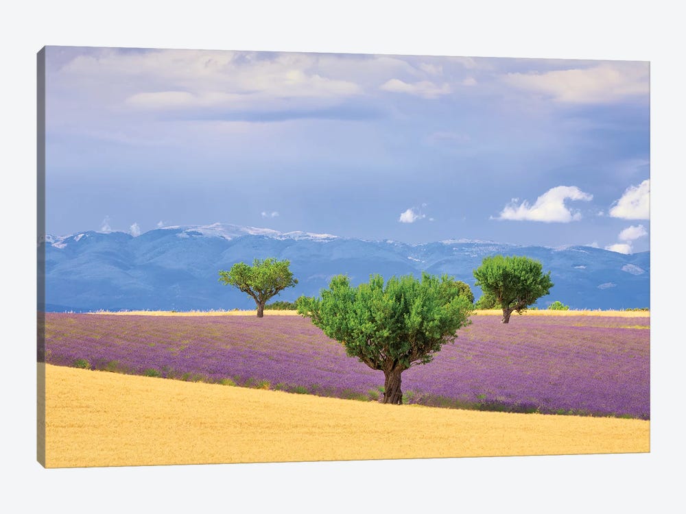 France, Provence, Valensole Plateau. Field Of Lavender And Trees. by Jaynes Gallery 1-piece Canvas Artwork