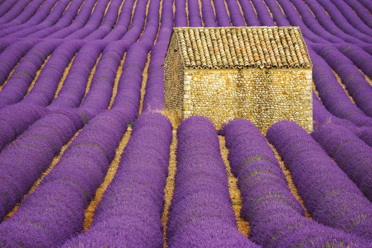 France, Provence, Valensole Plateau. Lavender Crop Surrounds Stone Hut.