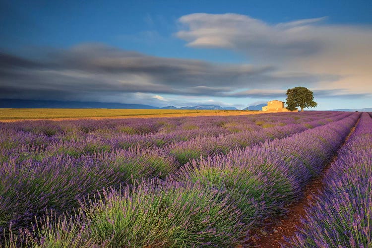 France, Provence, Valensole Plateau. Lavender Rows And Farmhouse.