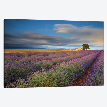 France, Provence, Valensole Plateau. Lavender Rows And Farmhouse. Canvas Print #JYG944} by Jaynes Gallery Canvas Print