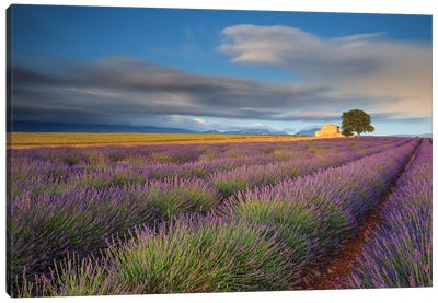 France, Provence, Valensole Plateau. Lavender Rows And Farmhouse. Canvas Art Print - Provence