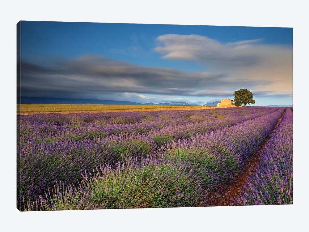 France, Provence, Valensole Plateau. Lavender Rows And Farmhouse. by Jaynes Gallery 1-piece Canvas Wall Art