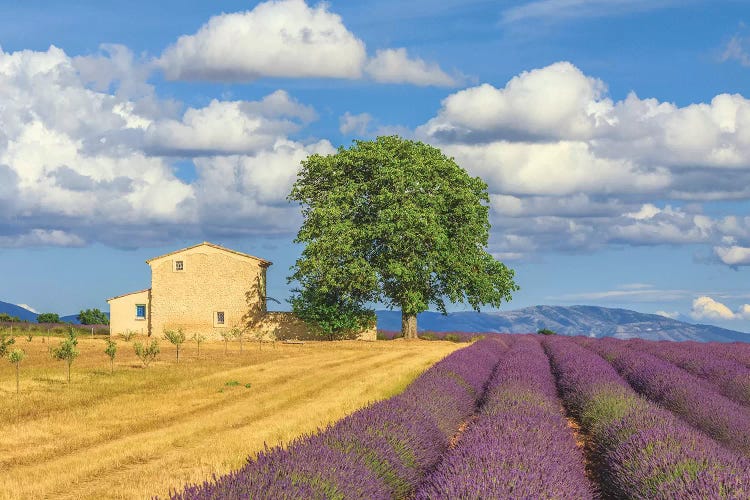 France, Provence, Valensole Plateau. Lavender Rows And Farmhouse.