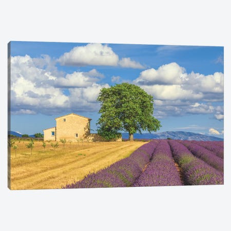 France, Provence, Valensole Plateau. Lavender Rows And Farmhouse. Canvas Print #JYG945} by Jaynes Gallery Art Print
