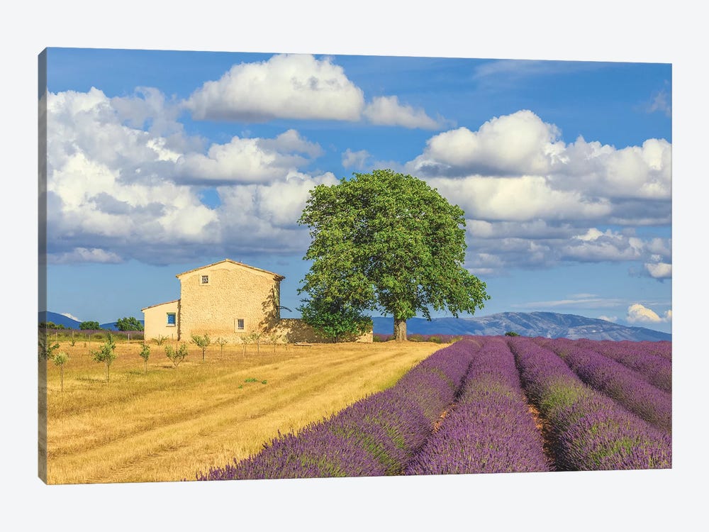 France, Provence, Valensole Plateau. Lavender Rows And Farmhouse. by Jaynes Gallery 1-piece Canvas Print