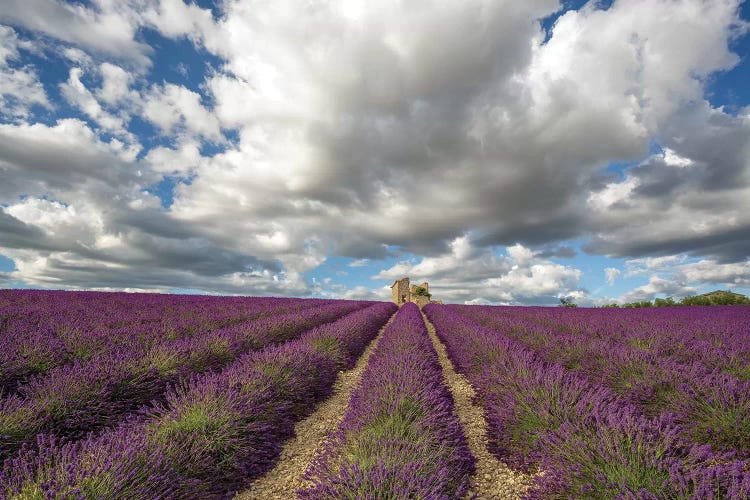 France, Provence, Valensole Plateau. Lavender Rows And Stone Building Ruin.