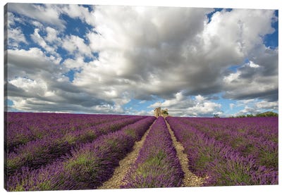 France, Provence, Valensole Plateau. Lavender Rows And Stone Building Ruin. Canvas Art Print - Provence