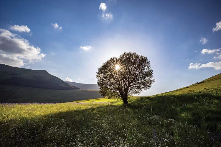 Italy, Castelluccio, Piano Grande. Backlit Tree At Sunset.