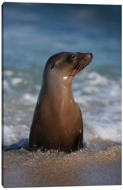 USA, California, La Jolla. Young sea lion in beach water. Canvas Art Print