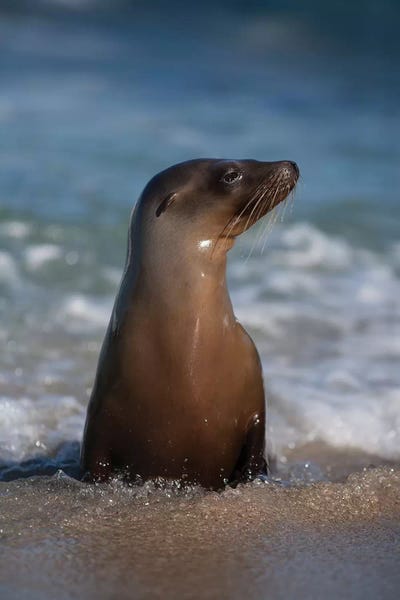 Seals & Sea Lions: USA, California, La Jolla. Young sea lion in beach water. by Jaynes Gallery