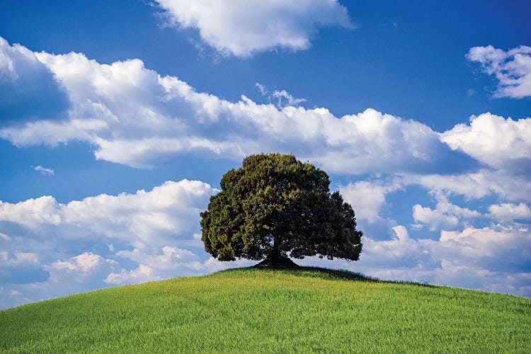 Italy, Tuscany, Val D'Orcia. Tree On Hilltop.