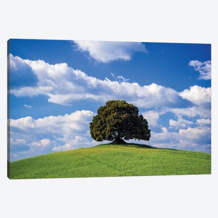 Italy, Tuscany, Val D'Orcia. Tree On Hilltop. Canvas Print #JYG983} by Jaynes Gallery Canvas Art