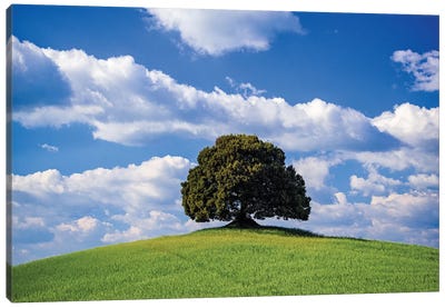 Italy, Tuscany, Val D'Orcia. Tree On Hilltop. Canvas Art Print