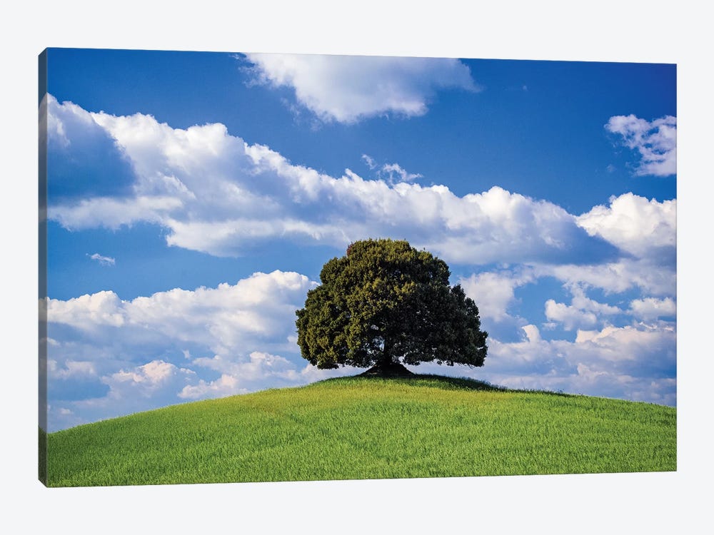 Italy, Tuscany, Val D'Orcia. Tree On Hilltop. by Jaynes Gallery 1-piece Canvas Print