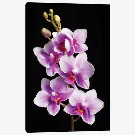 USA, California, Los Osos of orchids. Canvas Print #JYG98} by Jaynes Gallery Canvas Print