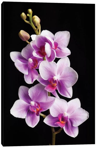USA, California, Los Osos of orchids. Canvas Art Print - Orchid Art
