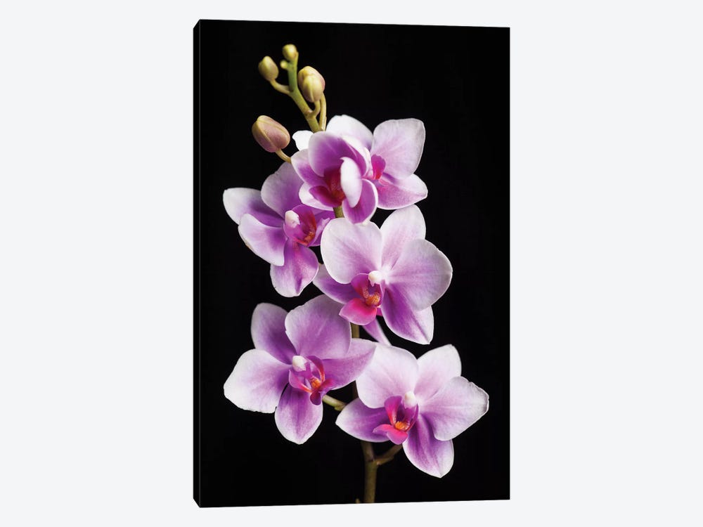 USA, California, Los Osos of orchids. by Jaynes Gallery 1-piece Canvas Artwork