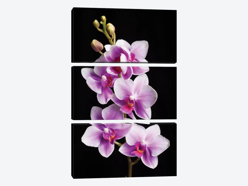 USA, California, Los Osos of orchids. by Jaynes Gallery 3-piece Canvas Art