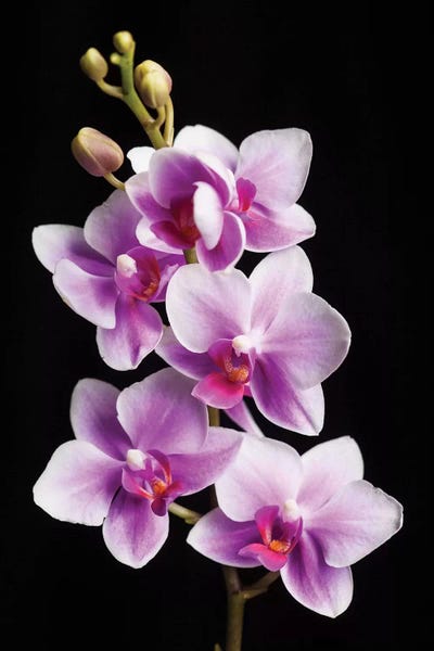 Black & Pink: USA, California, Los Osos of orchids. by Jaynes Gallery