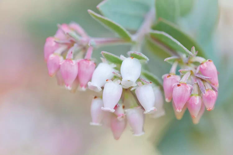 Manzanita Flowers, Genus Arctostaphylos, Mount Diablo State Park