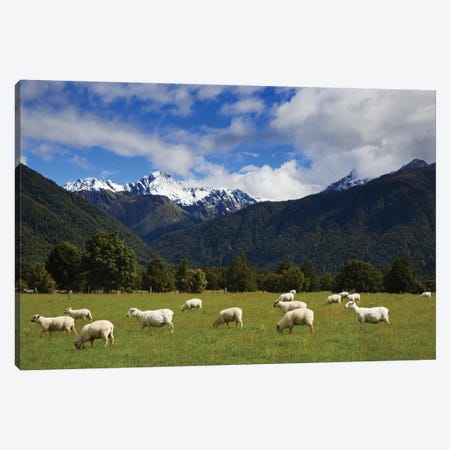 New Zealand, South Island. Sheep Grazing In Pasture. Canvas Print #JYG993} by Jaynes Gallery Canvas Print