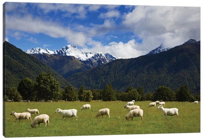 New Zealand, South Island. Sheep Grazing In Pasture. Canvas Art Print - New Zealand Art