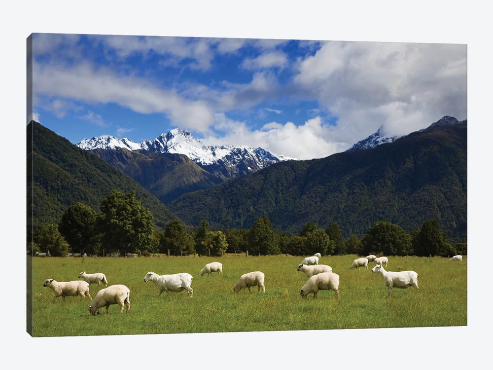 New Zealand, South Island. Sheep Grazing In Pasture. by Jaynes Gallery 1-piece Canvas Artwork
