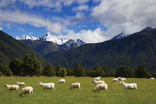 Sheep: New Zealand, South Island. Sheep Grazing In Pasture. by Jaynes Gallery