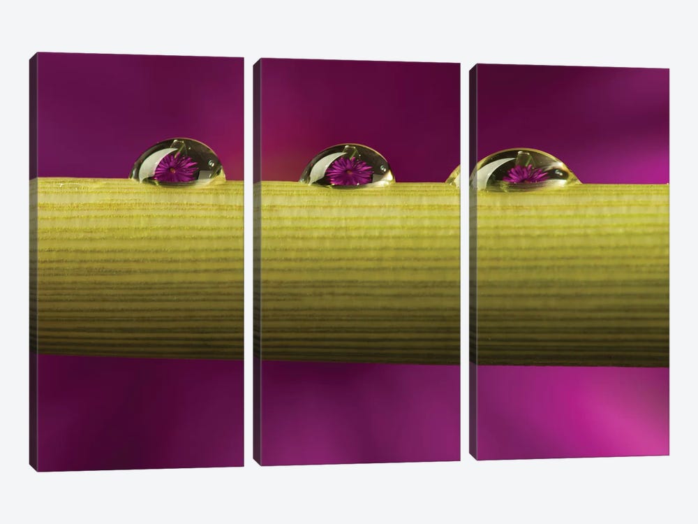 USA, California, Los Osos. Water droplets on stem. by Jaynes Gallery 3-piece Canvas Print