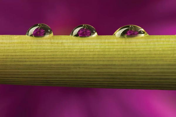 Jaynes Gallery: USA, California, Los Osos. Water droplets on stem. by Jaynes Gallery