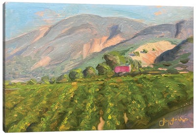 Above Fillmore CA Canvas Art Print - Vineyard Art