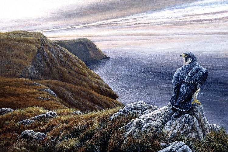 Coastal Skies - Peregrine