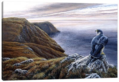 Coastal Skies - Peregrine Canvas Art Print - Jeremy Paul