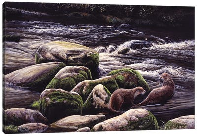 Running Waters - Otters And Dipper Canvas Art Print - Otter Art