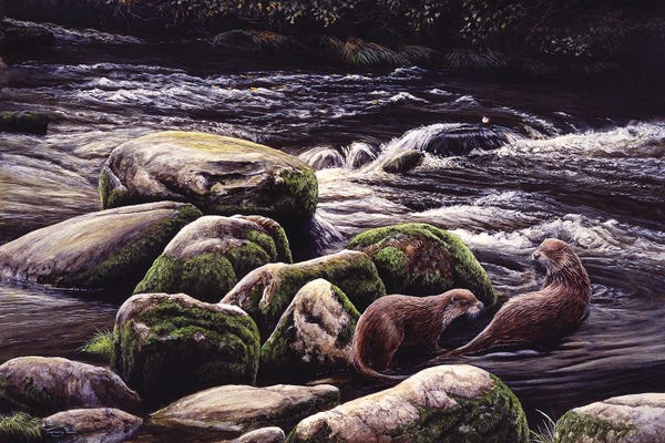 Otters: Running Waters - Otters And Dipper by Jeremy Paul