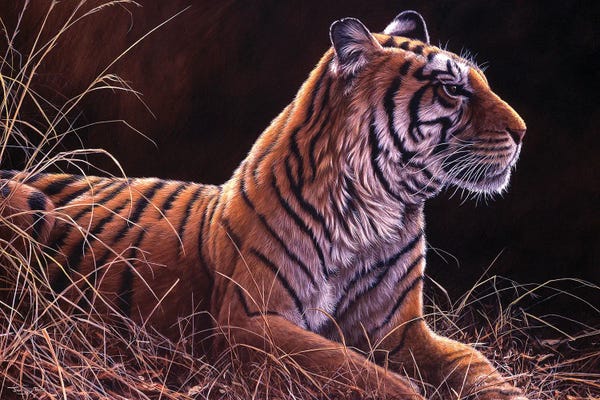 Jeremy Paul: Evening Light - Tiger by Jeremy Paul