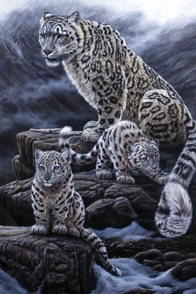 Leopards: Snow Leopards by Jeremy Paul