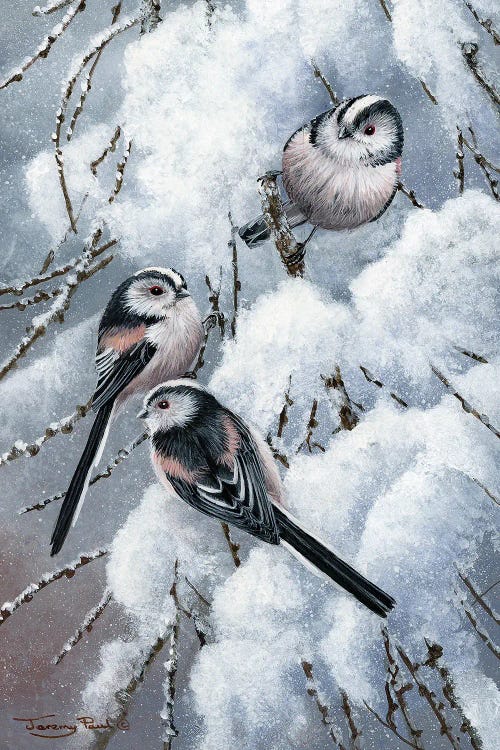 Long Tailed Tits