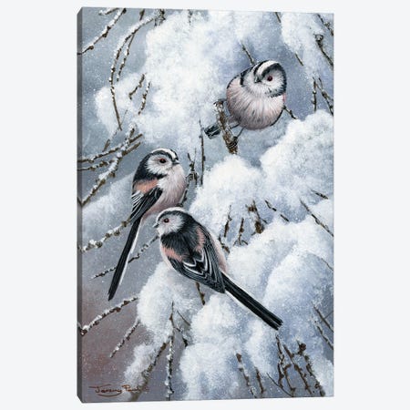 Long Tailed Tits Canvas Print #JYP10} by Jeremy Paul Canvas Art