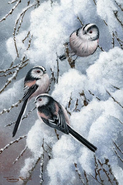 Rustic Winter: Long Tailed Tits by Jeremy Paul