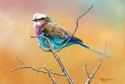 Lilac Breasted Roller by Jeremy Paul canvas print