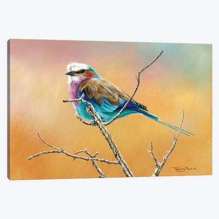 Lilac Breasted Roller Canvas Print #JYP11} by Jeremy Paul Canvas Art