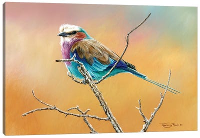 Lilac Breasted Roller Canvas Art Print - Jeremy Paul