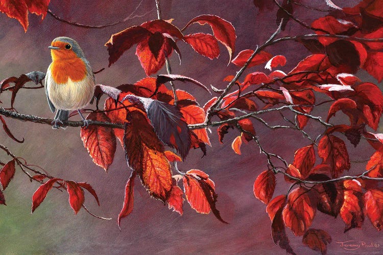 Robin by Jeremy Paul wall art