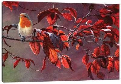 Robin Canvas Art Print - Jeremy Paul