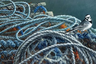 Pots - Pied Wagtail by Jeremy Paul framed wall art