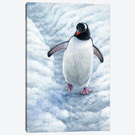 Highway - Gentoo Penguin Canvas Print #JYP15} by Jeremy Paul Art Print