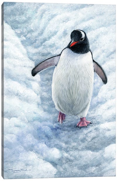 Highway - Gentoo Penguin Canvas Art Print - Jeremy Paul