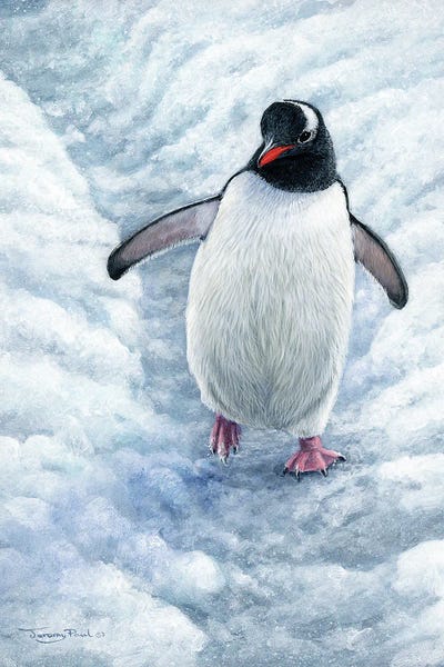 Penguins: Highway - Gentoo Penguin by Jeremy Paul